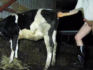 Male fisted cow in barn