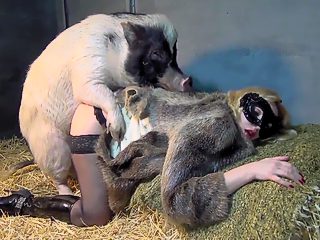 Pig and girl xxx