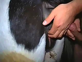 Male fucks the cow for money