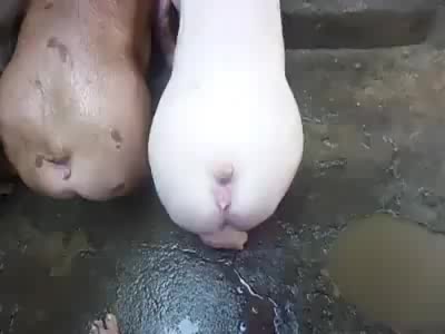 Man fucks pig - 🧡 Two Man Fuck Pig - Male Bestiality - ZooSection.Org.