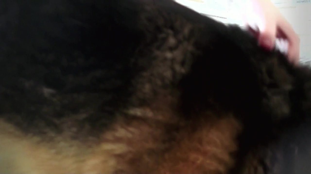 Dog girl anal