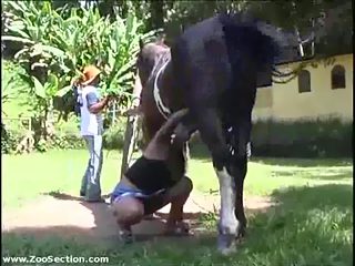 Cute slut girl sucks a horses cock 
